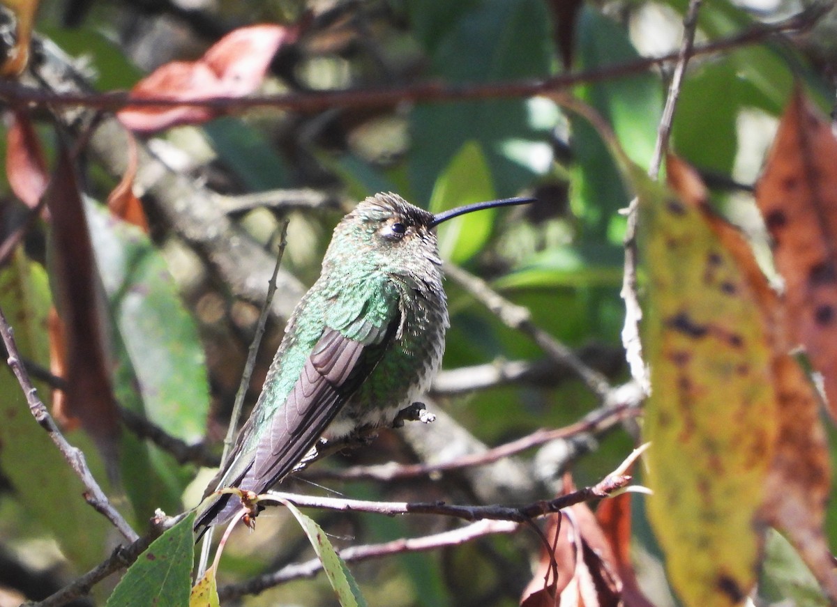 fløyelsbrystkolibri - ML607503231