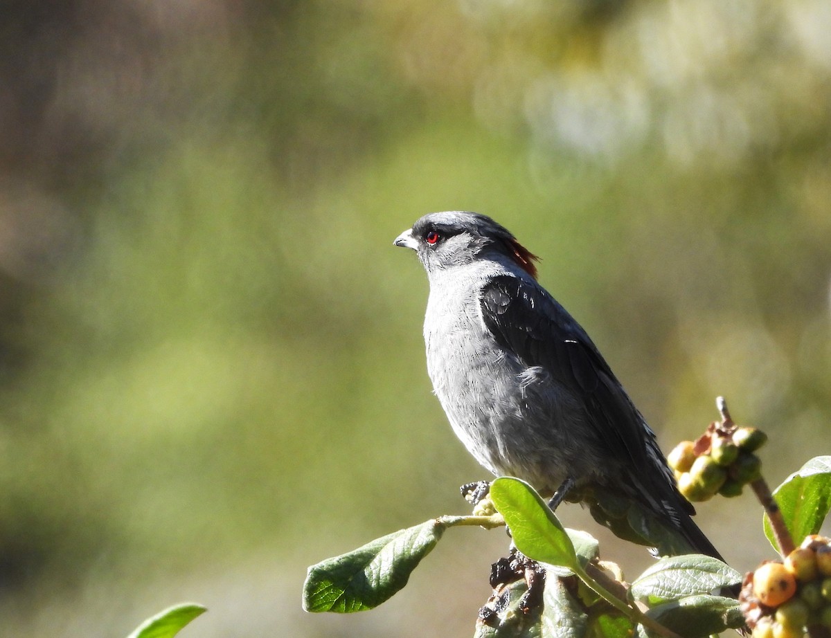 Cotinga Crestirrojo - ML607503651