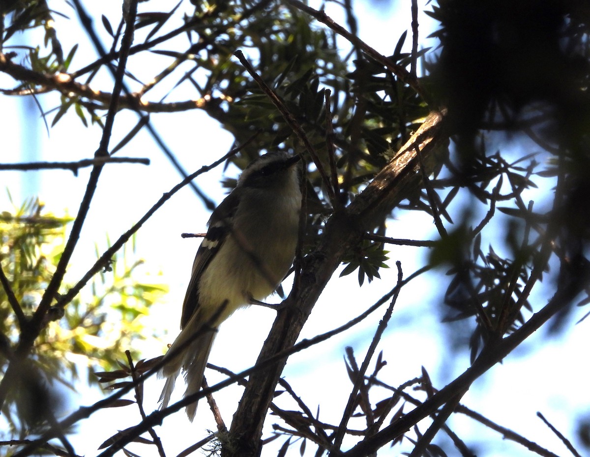 White-banded Tyrannulet - Rafael Salcedo