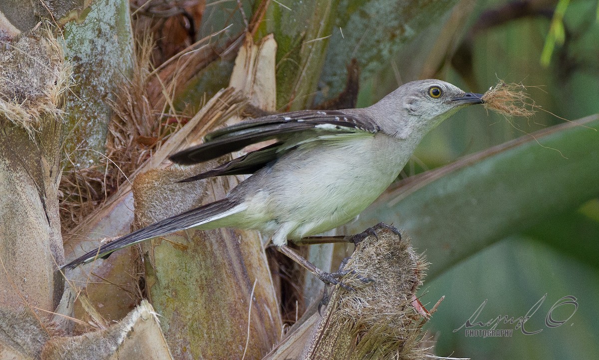 tropespottefugl - ML60750401