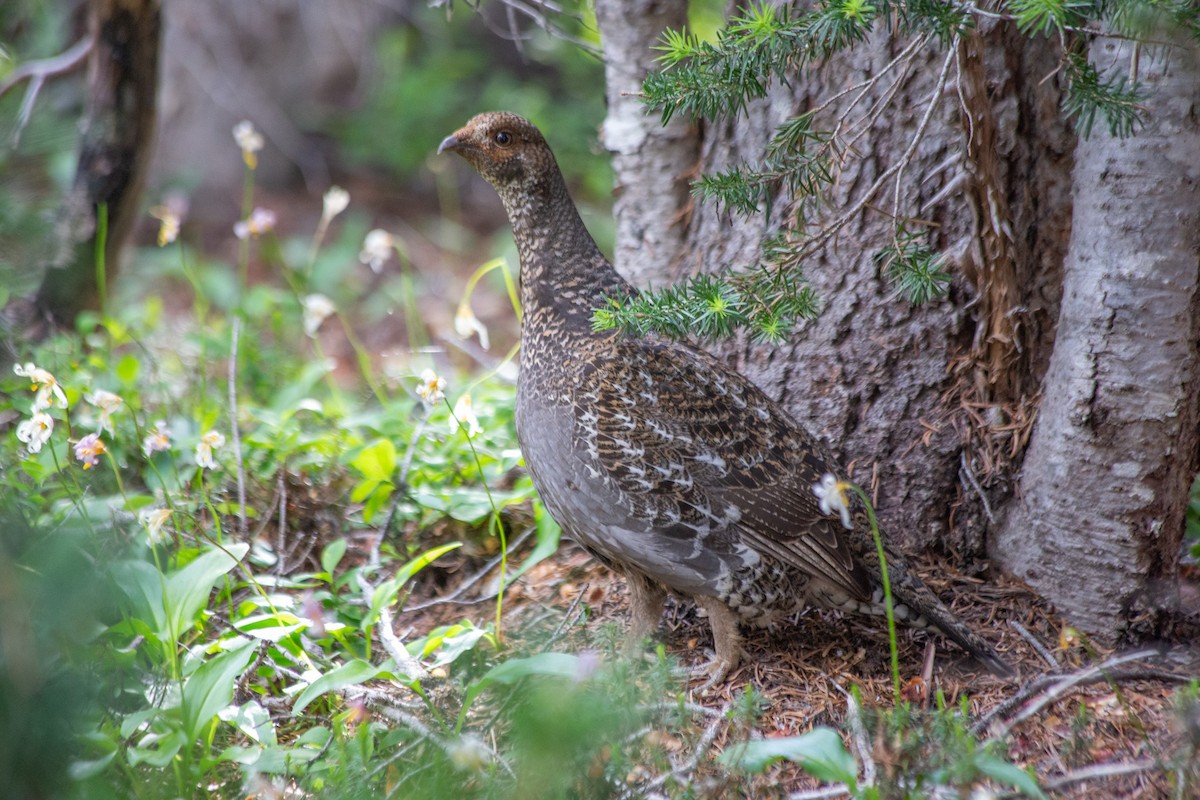 Sooty Grouse - ML607504051