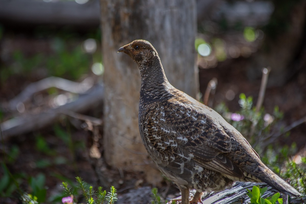 Sooty Grouse - ML607504121