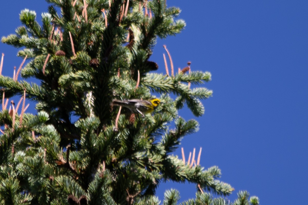 Townsend's Warbler - ML607504241