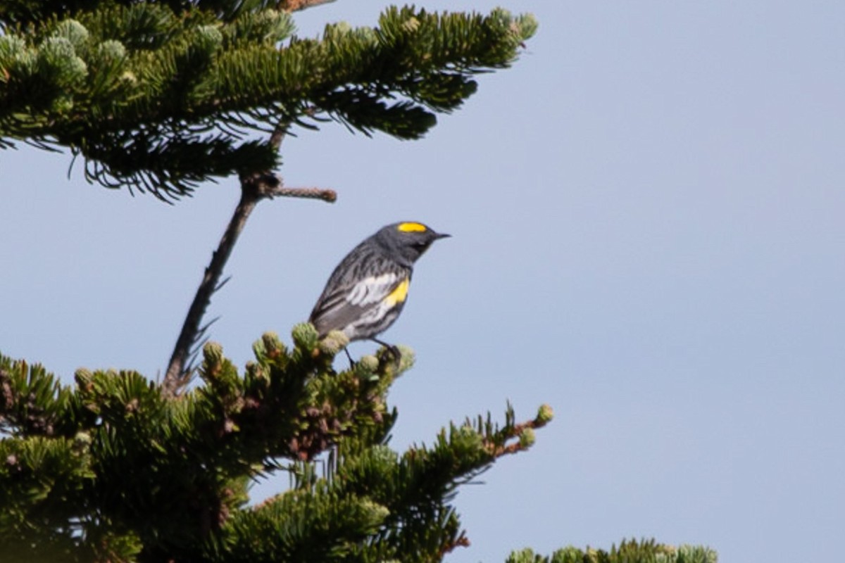 Yellow-rumped Warbler (Audubon's) - ML607504461