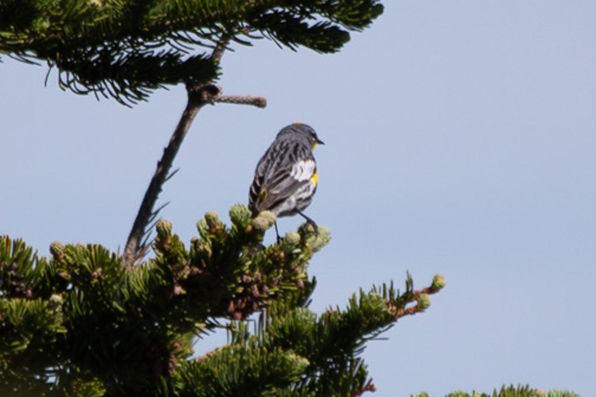 Yellow-rumped Warbler (Audubon's) - ML607504471