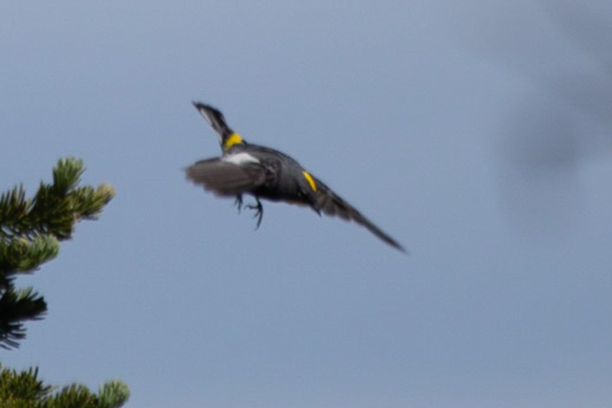 Yellow-rumped Warbler (Audubon's) - ML607504491
