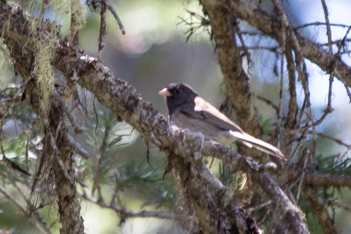 Dark-eyed Junco (Oregon) - ML607505271