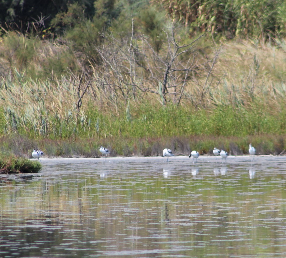 Pied Avocet - ML607505781