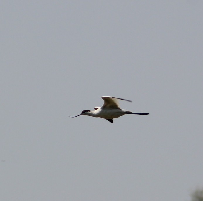 Pied Avocet - ML607505821