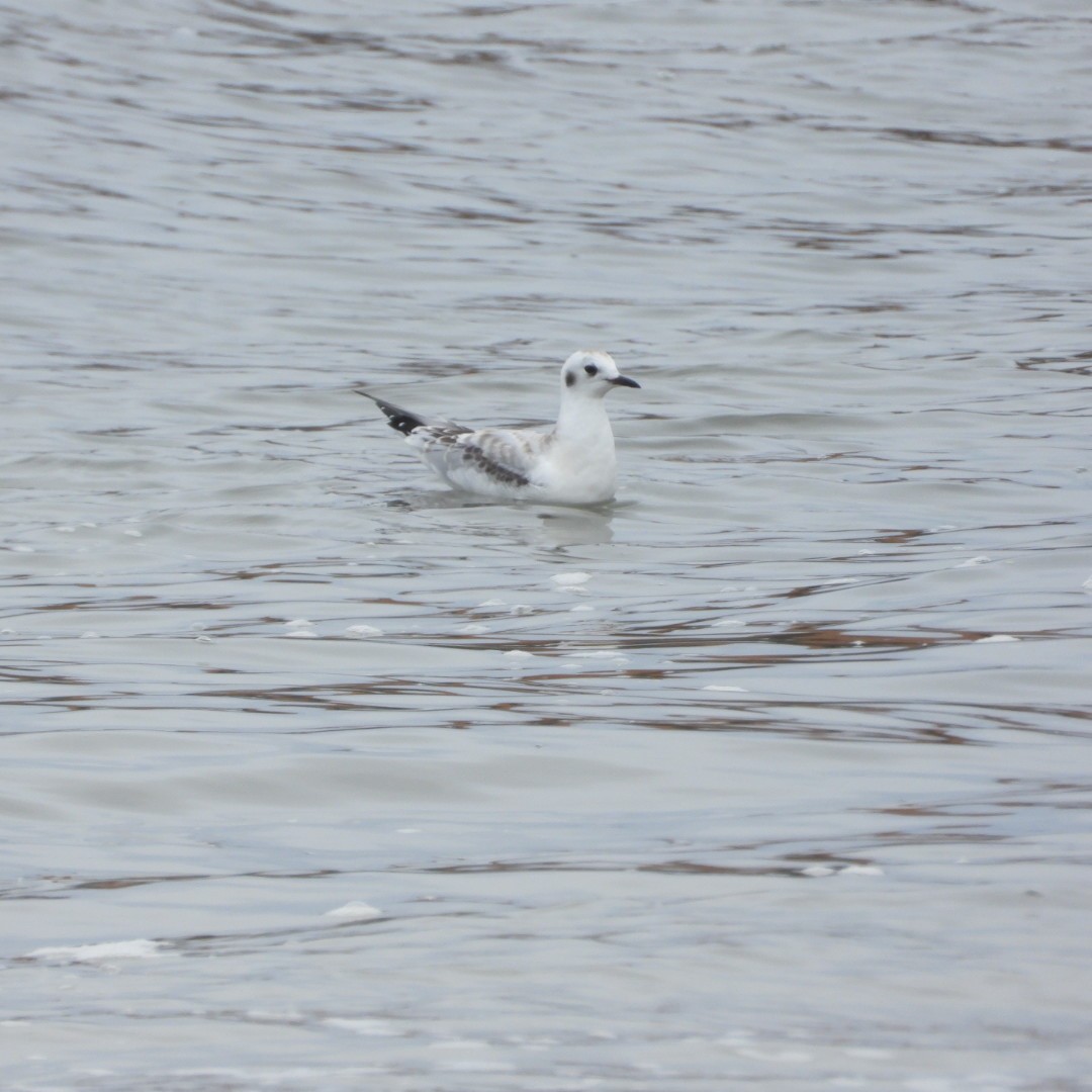 Bonaparte's Gull - Manon Guglia