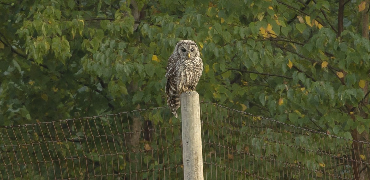 Barred Owl - ML607507091