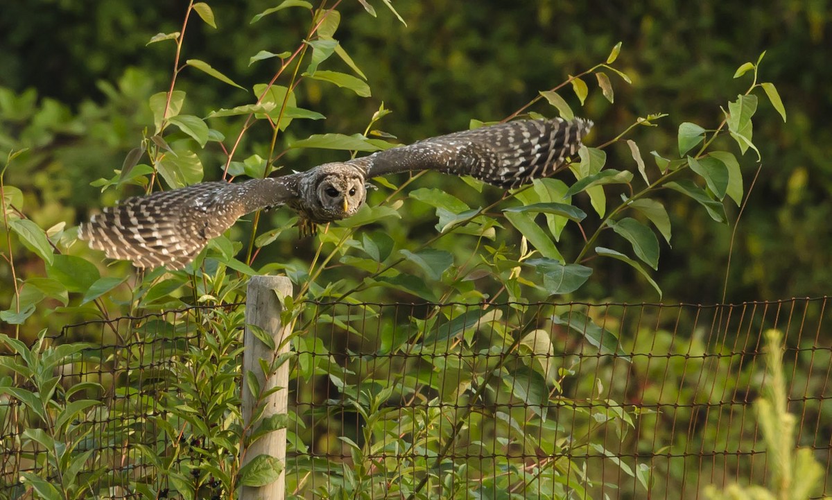 Barred Owl - ML607507101