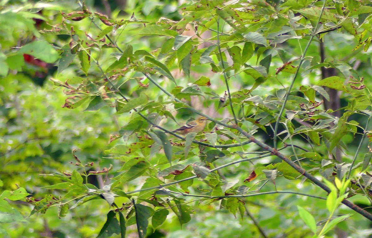 Bay-breasted Warbler - ML607507391