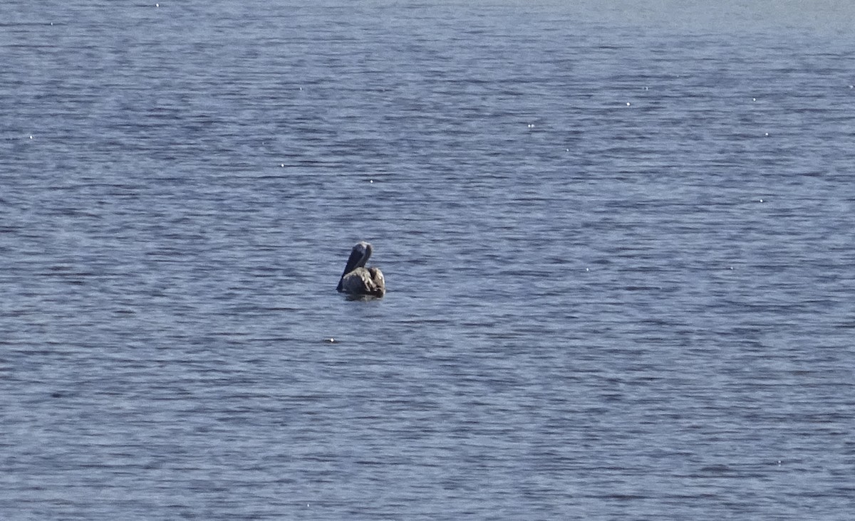 Brown Pelican - ML607507481