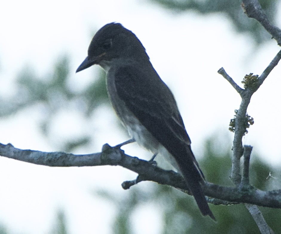 Olive-sided Flycatcher - ML607508641