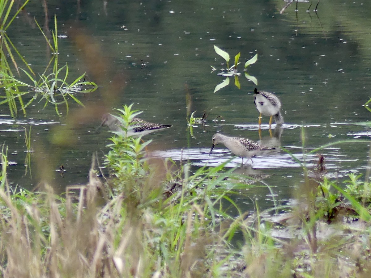 Stilt Sandpiper - Lachlan Ziegler