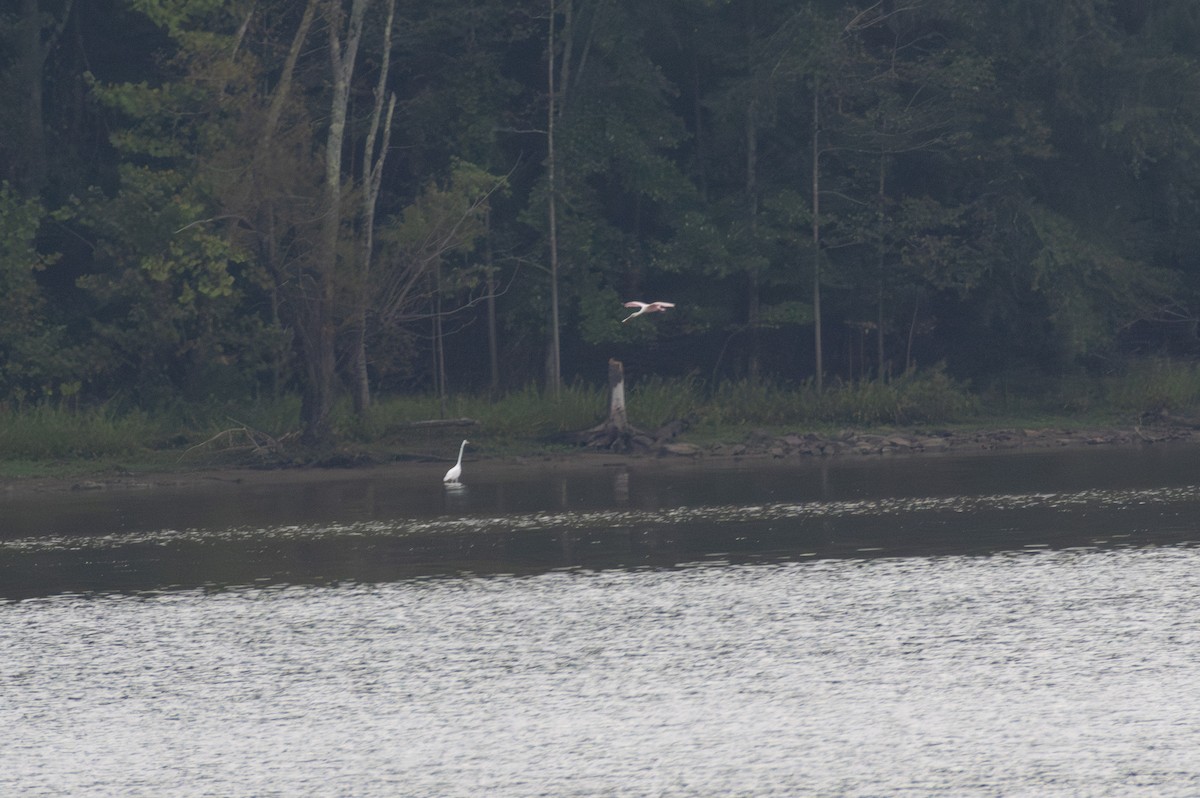 Roseate Spoonbill - ML607511961