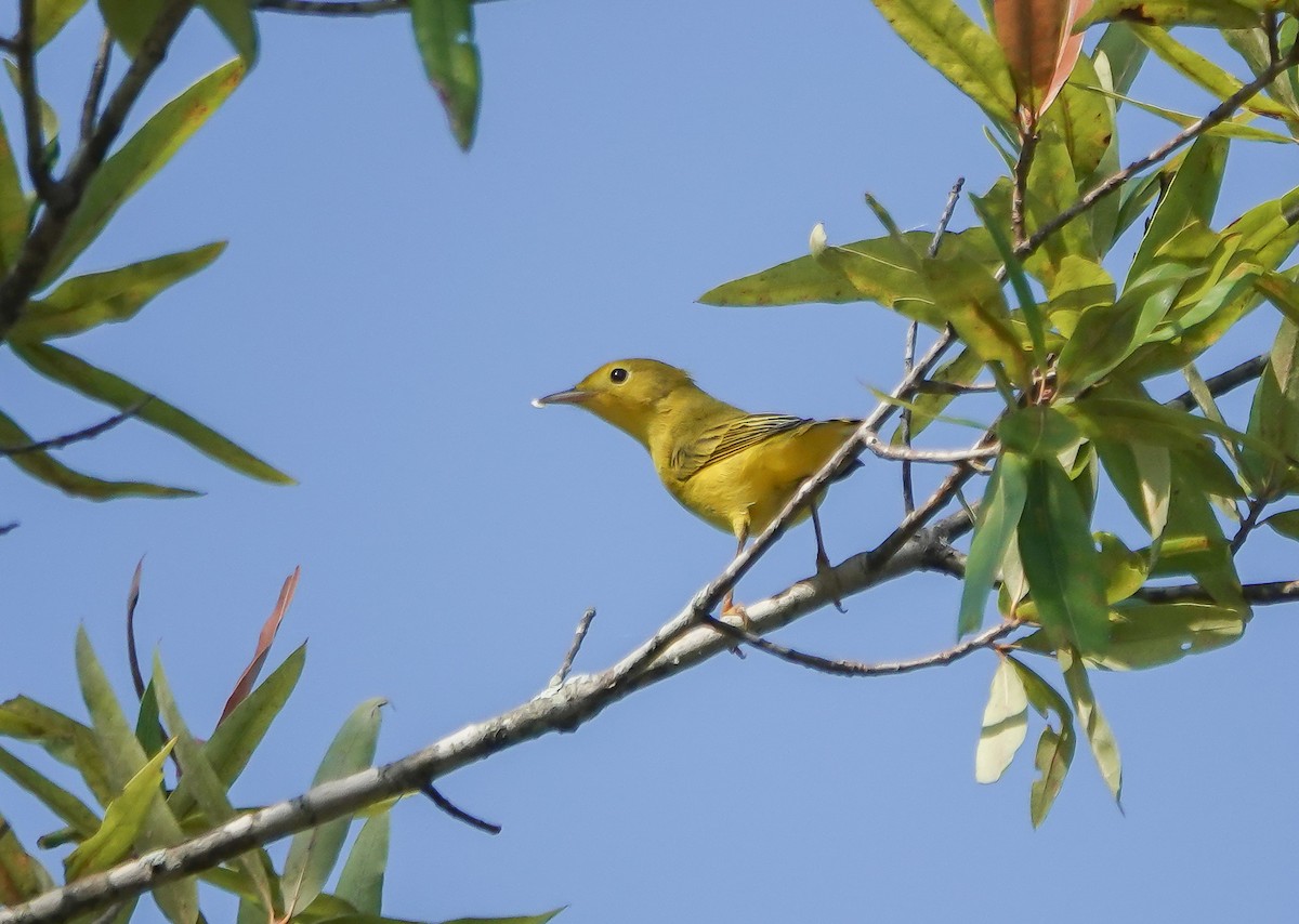 Yellow Warbler - ML607512071