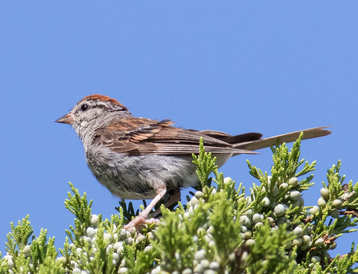 Chipping Sparrow - Elle McGee