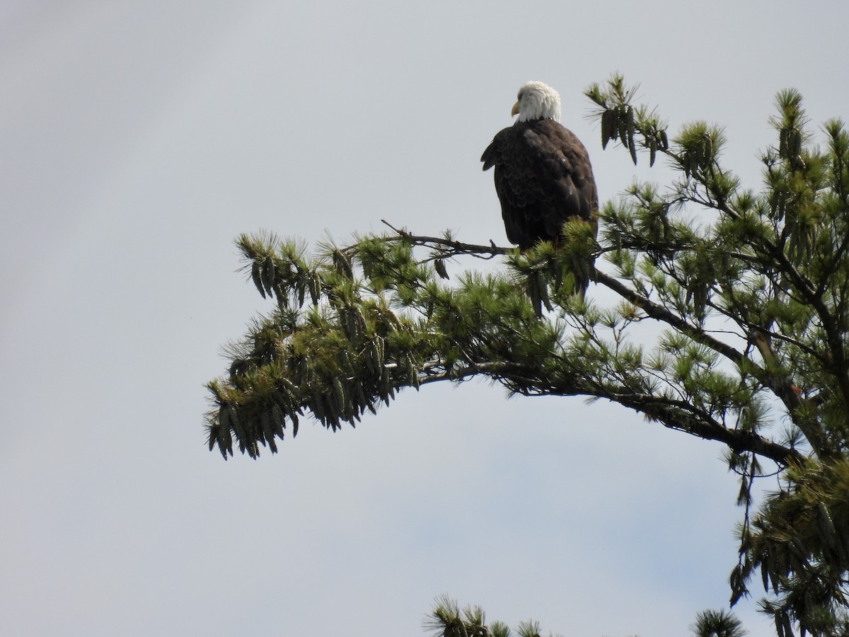 Bald Eagle - ML607512771