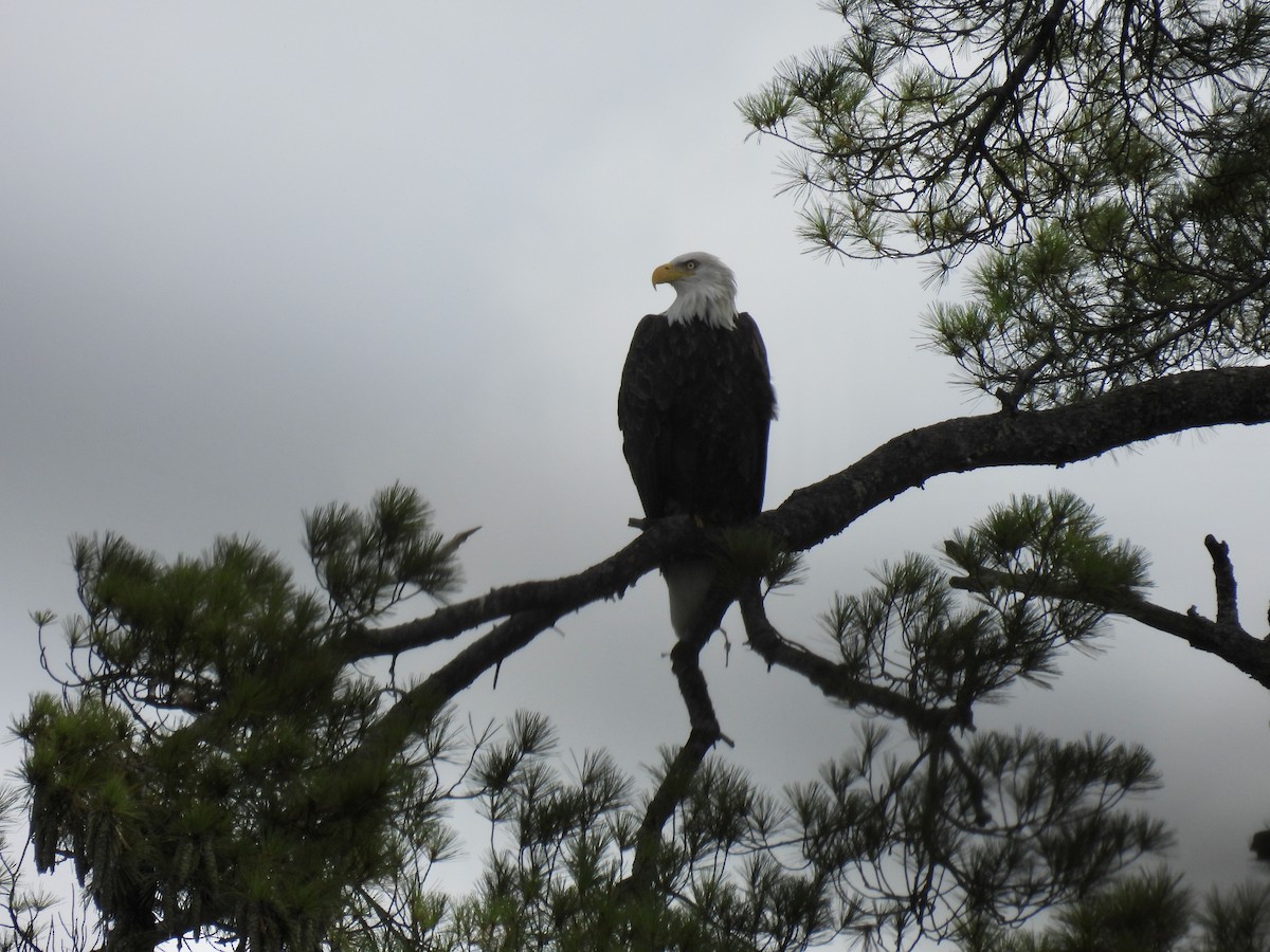 Bald Eagle - ML607512951