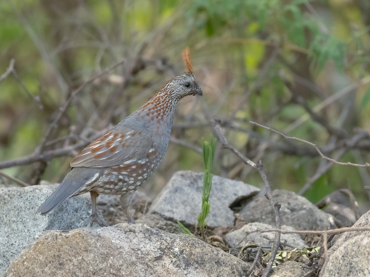 Elegant Quail - ML607513101