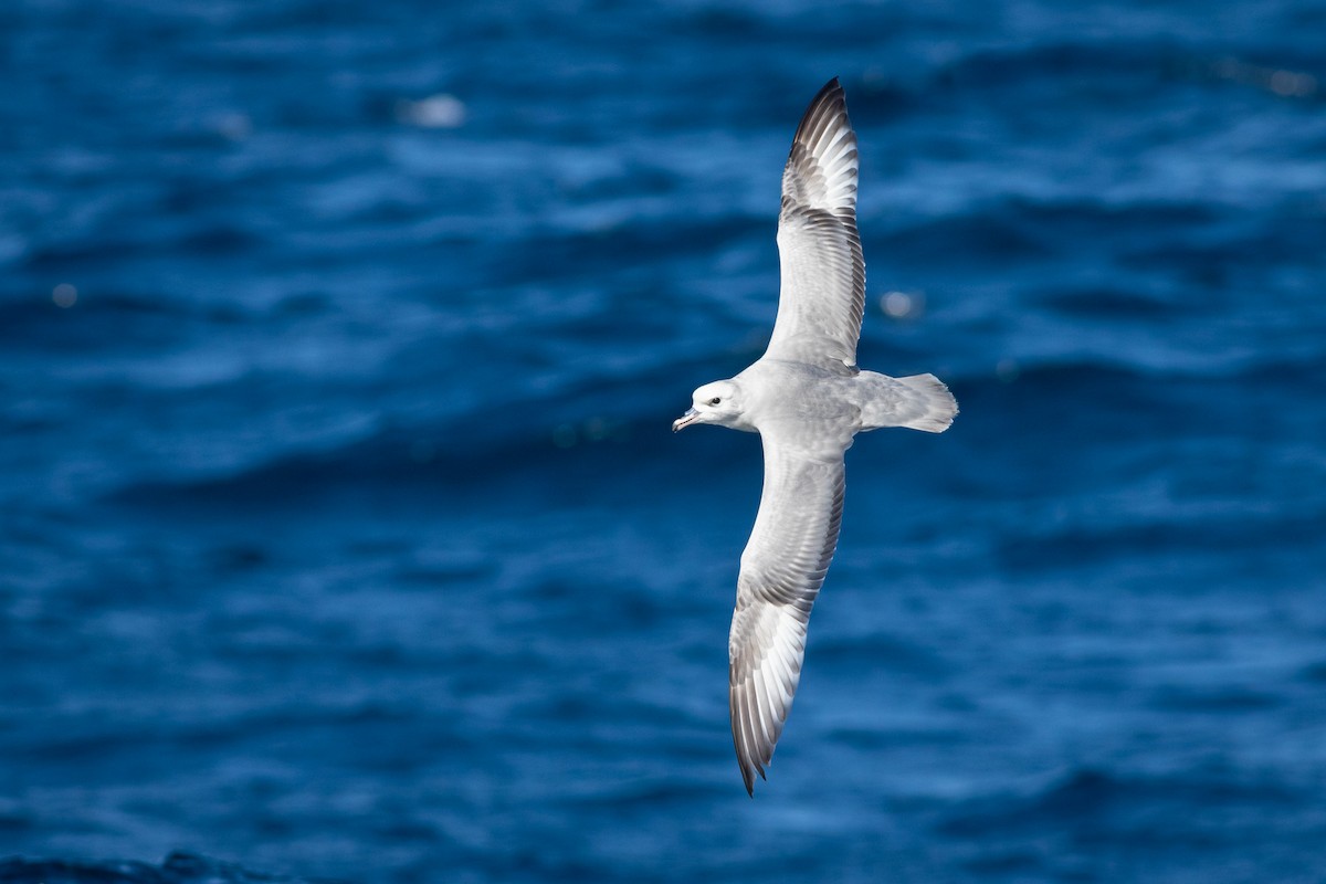 Southern Fulmar - Ariel Cabrera Foix