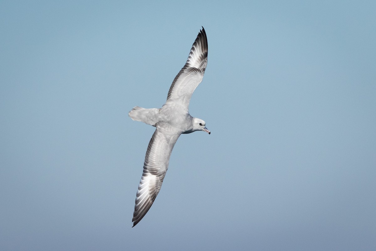 Southern Fulmar - ML607513441