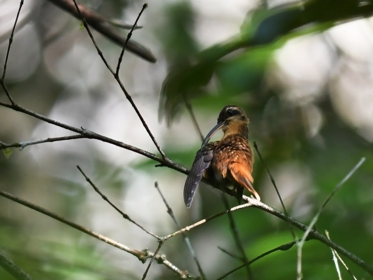 Reddish Hermit - ML607514111