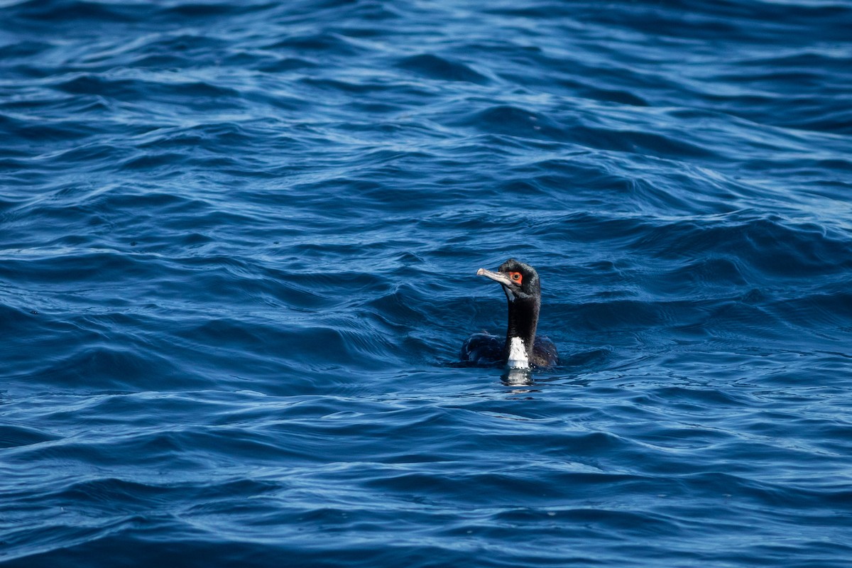 Cormoran de Bougainville - ML607514291