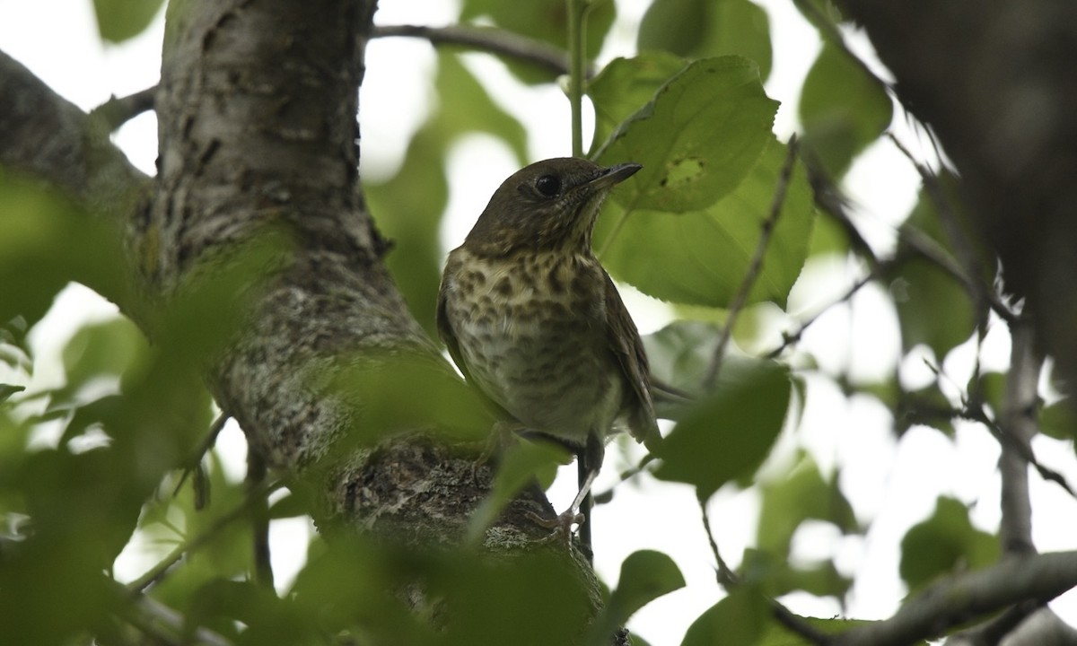 drozd šedolící - ML607514971