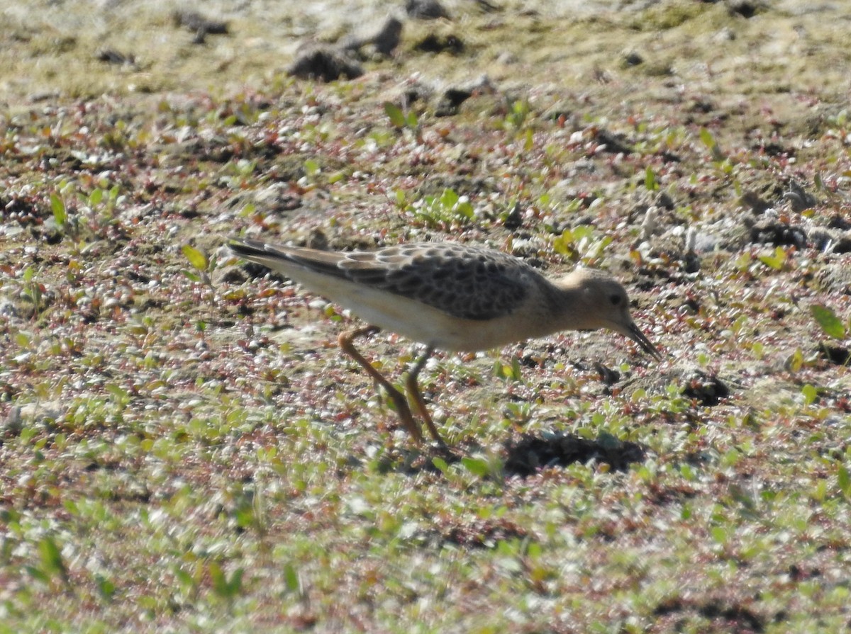 Buff-breasted Sandpiper - ML607515081