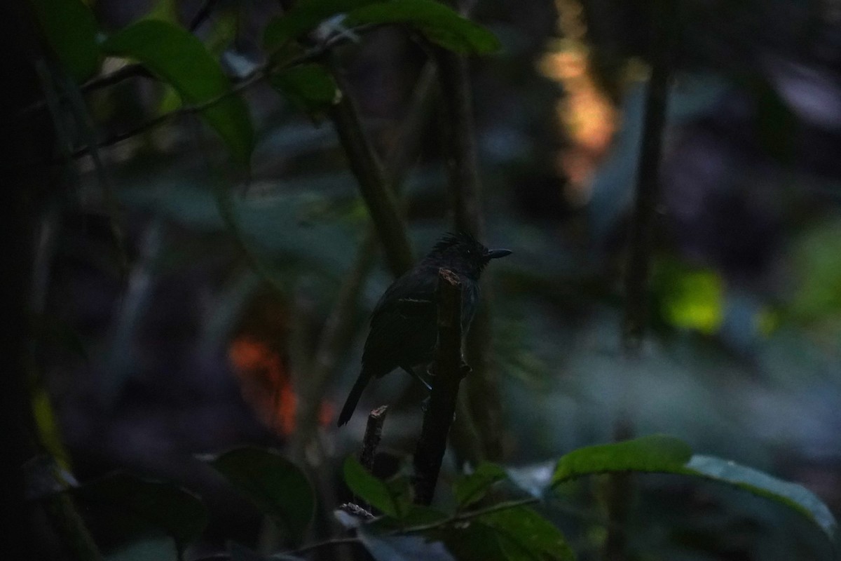 Black-throated Antshrike - ML607515381