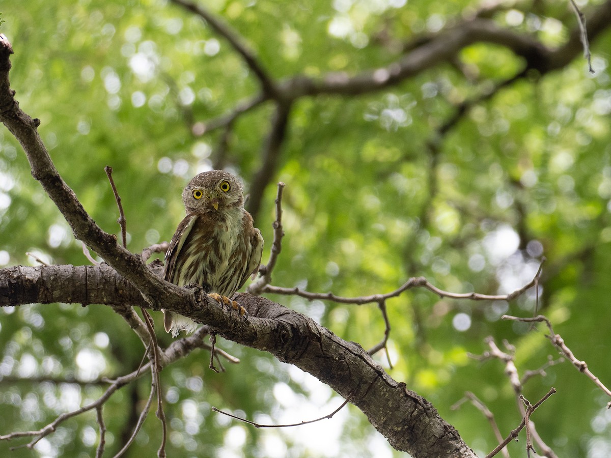 Colima Pygmy-Owl - Mollee Brown