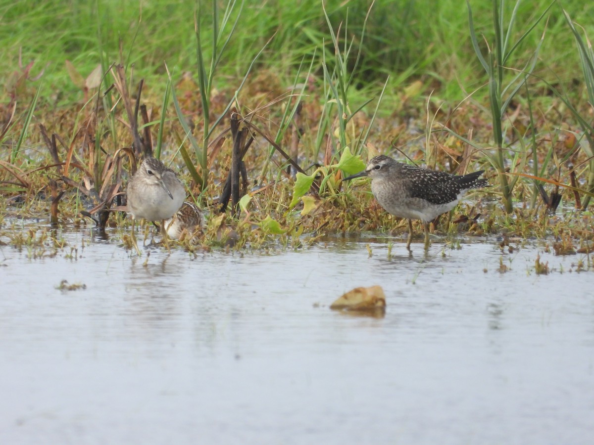 Wood Sandpiper - ML607515561