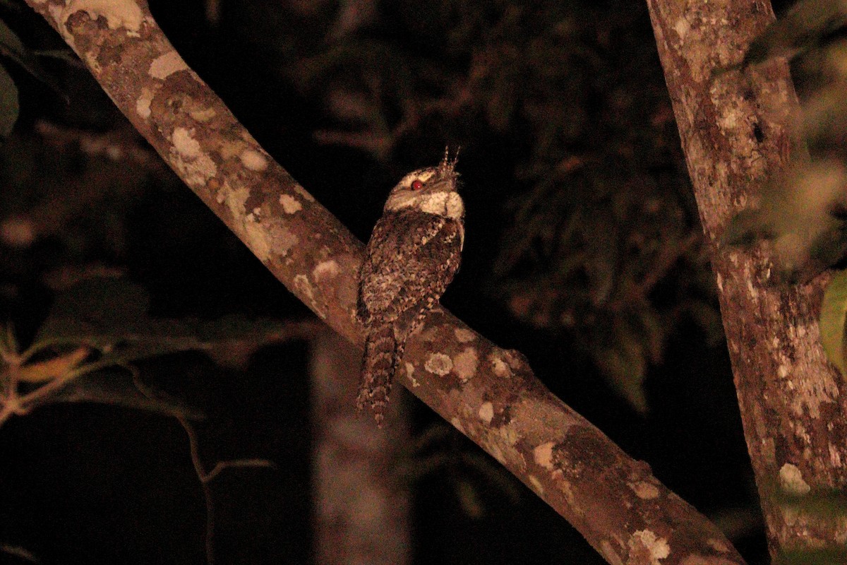 Marbled Frogmouth (Marbled) - ML607515691