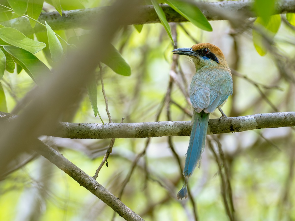 Russet-crowned Motmot - ML607517401