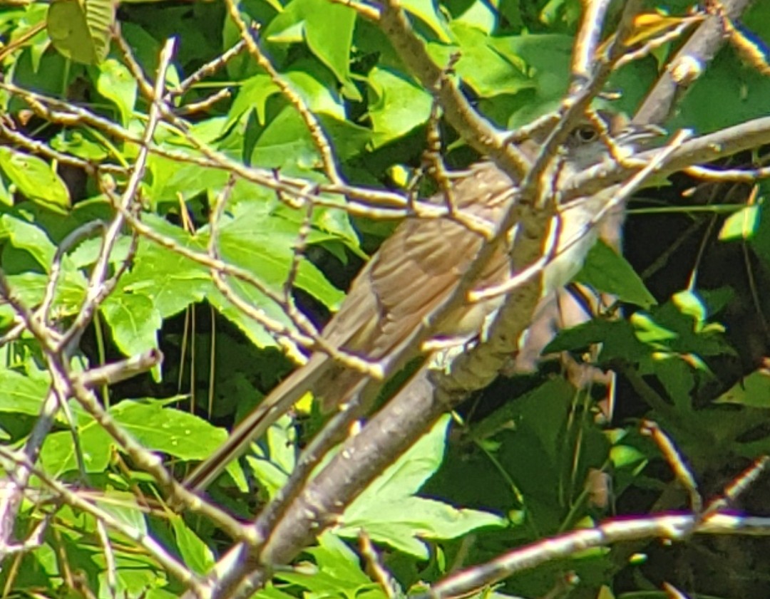 Black-billed Cuckoo - ML607517521