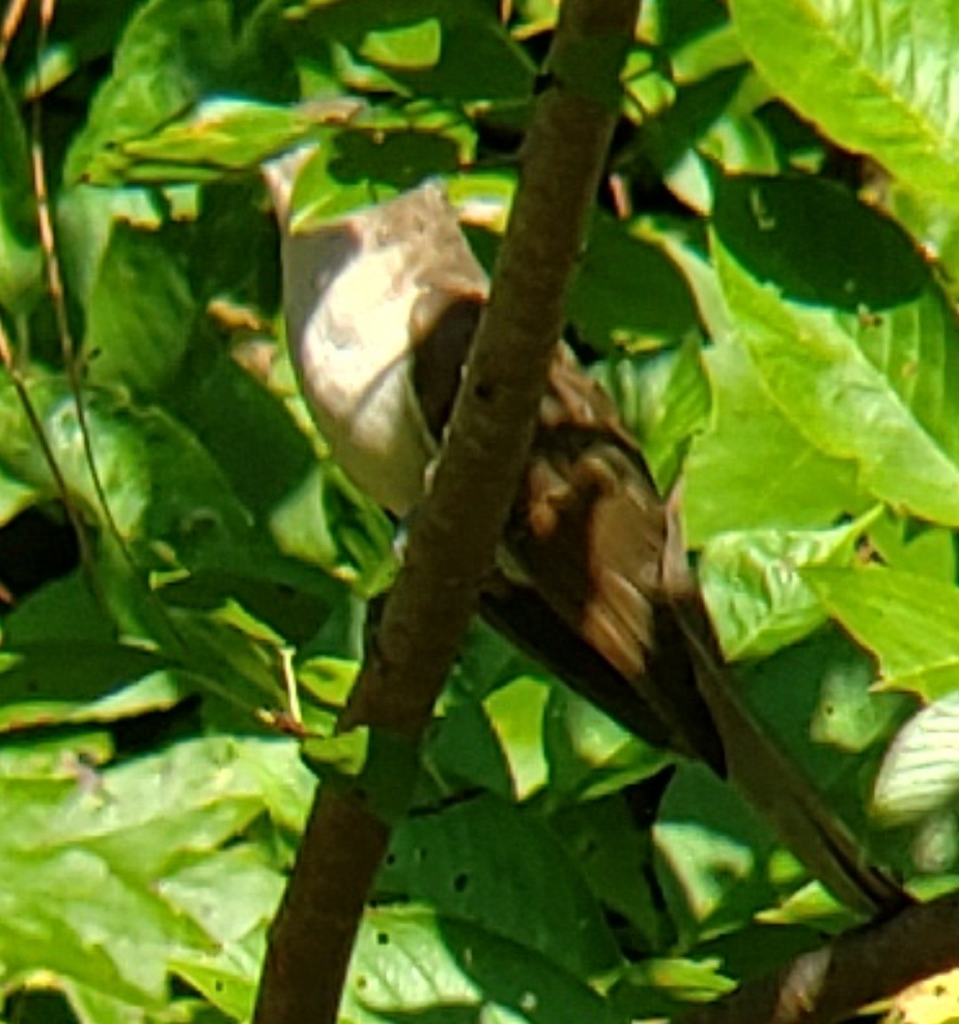 Black-billed Cuckoo - ML607517531