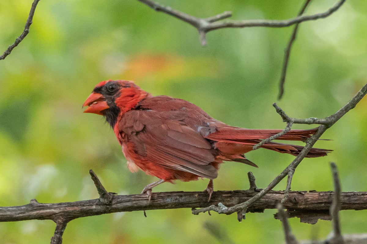 Kırmızı Kardinal - ML607517781