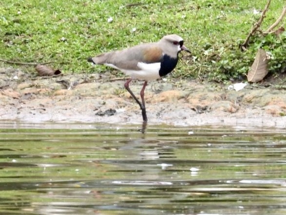 Southern Lapwing - ML607518811