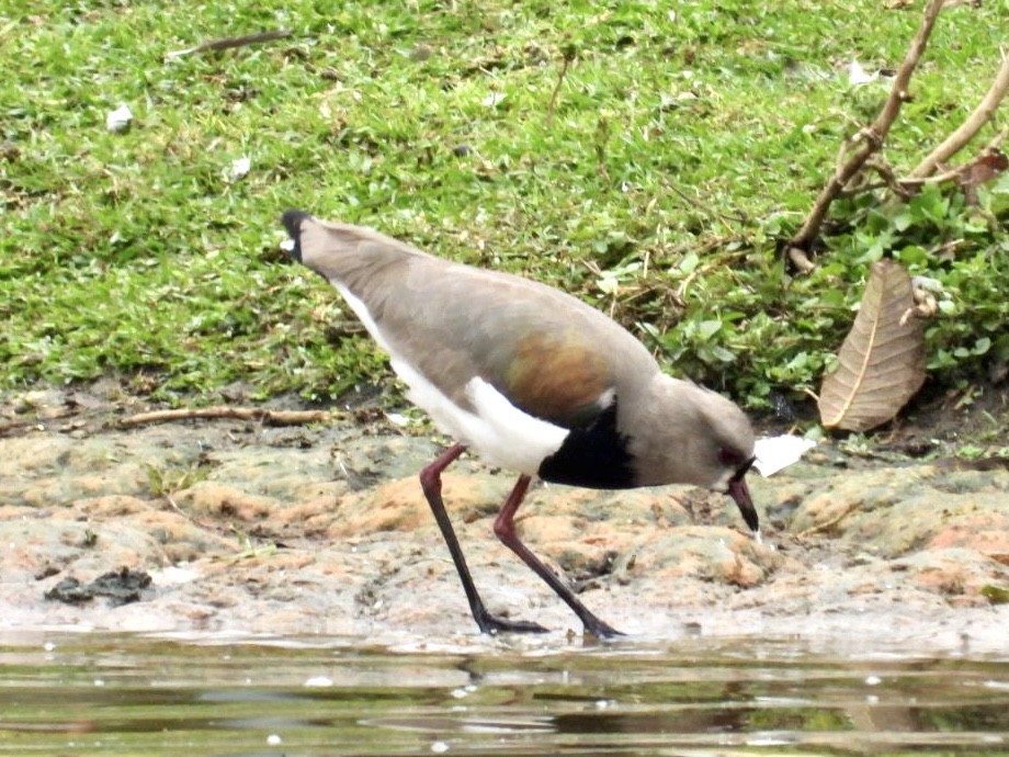 Southern Lapwing - ML607518821