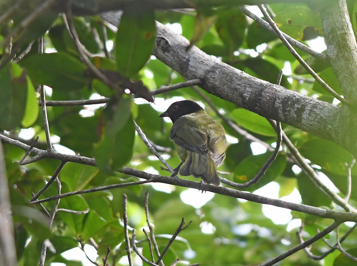 Black-headed Berryeater - ML607520071