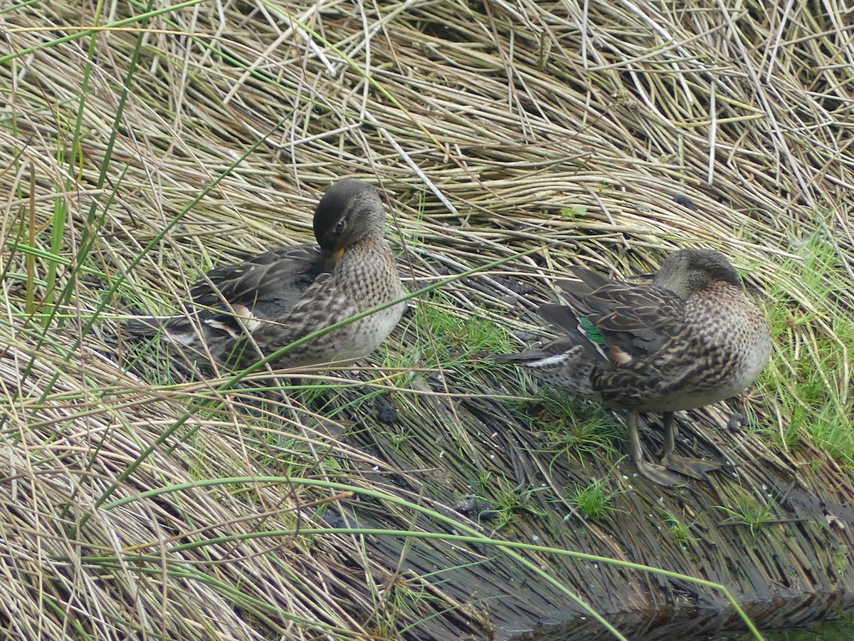 Green-winged Teal (Eurasian) - ML607520241