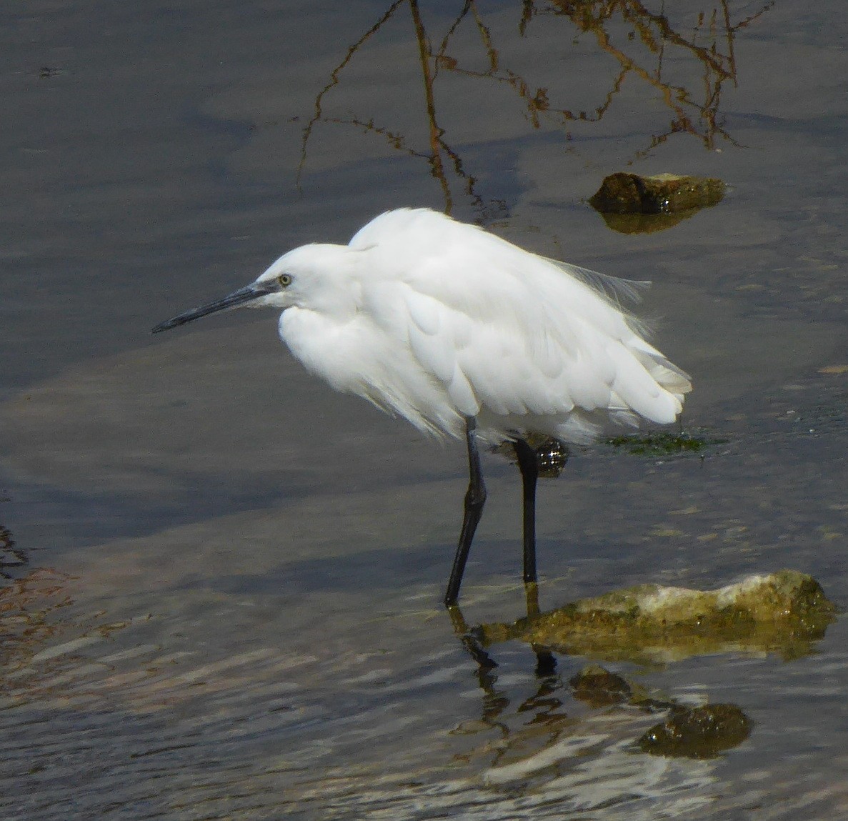 Little Egret - Jason Anderson