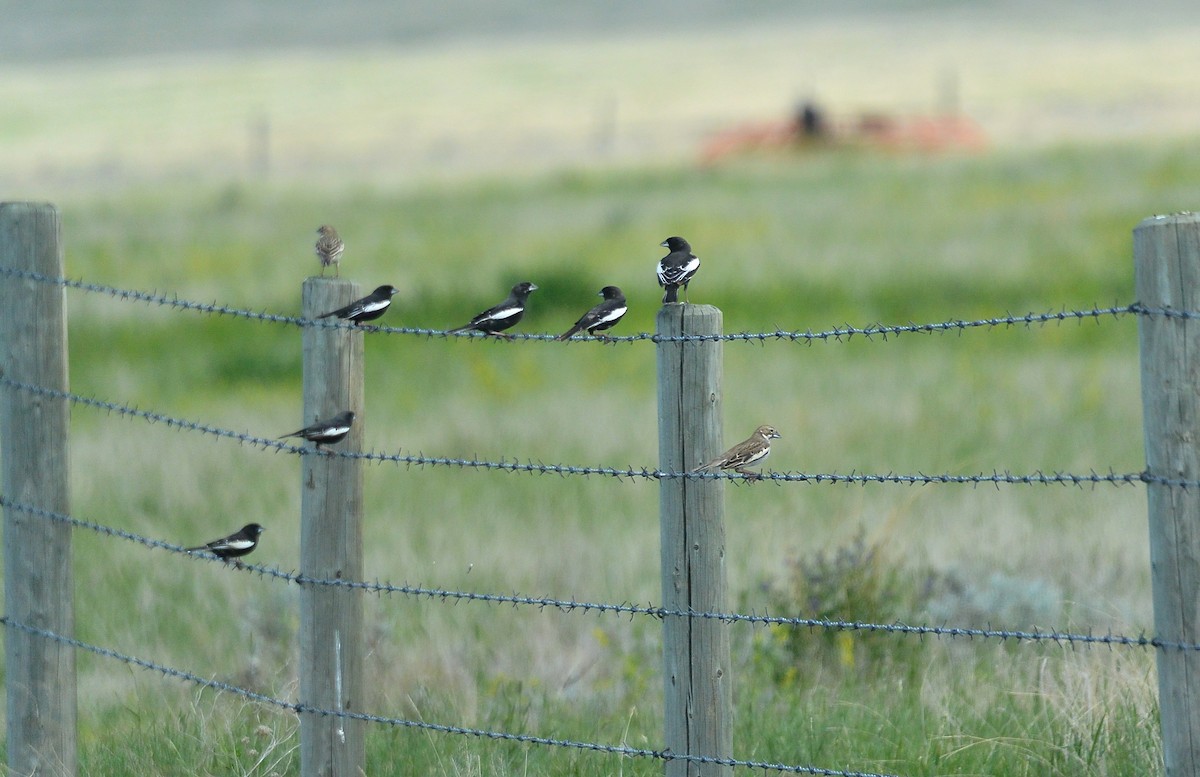 Lark Bunting - James Fox