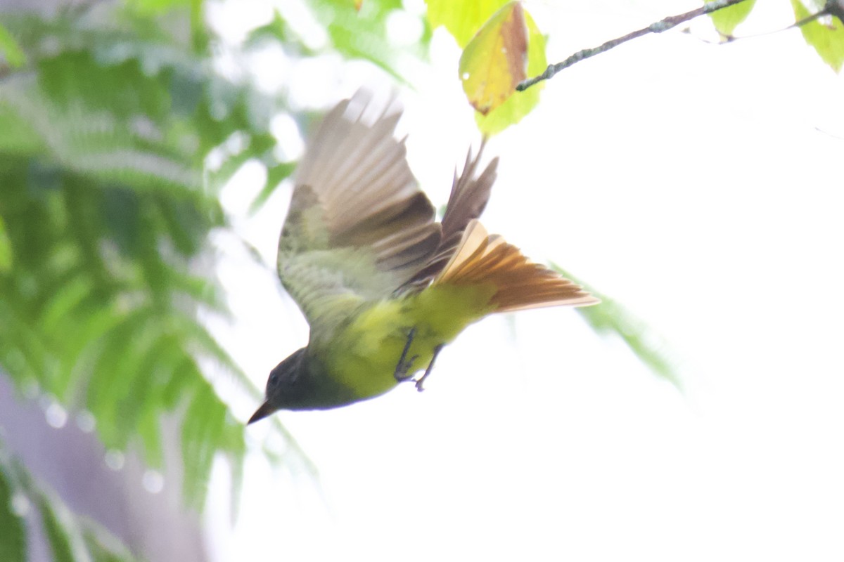 Great Crested Flycatcher - ML607520831