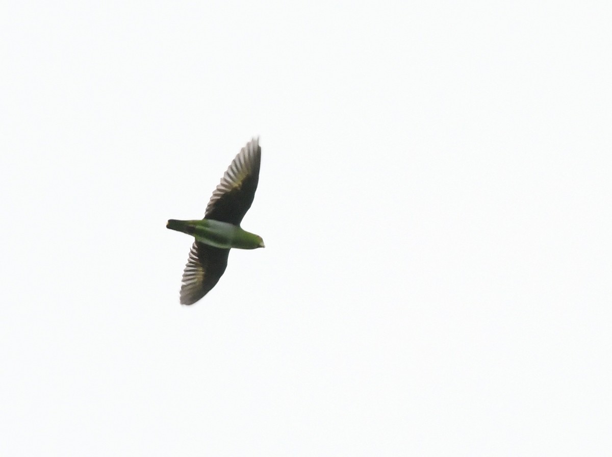 Golden-tailed Parrotlet - ML607521151