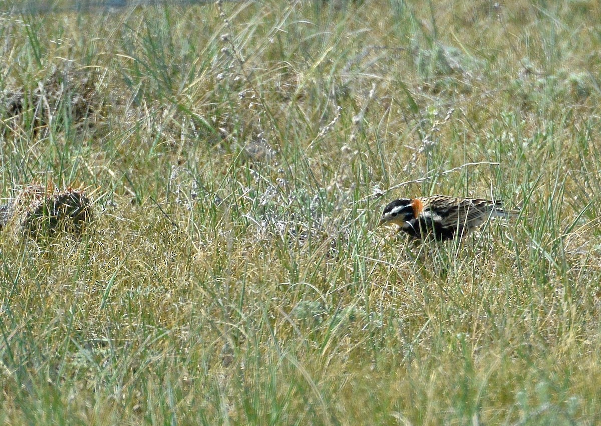 アカエリツメナガホオジロ - ML60752181