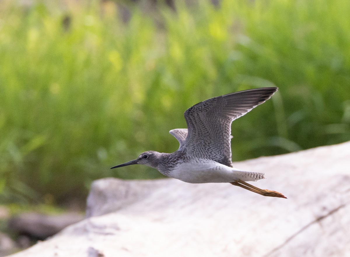 Greater Yellowlegs - Bryan Henson